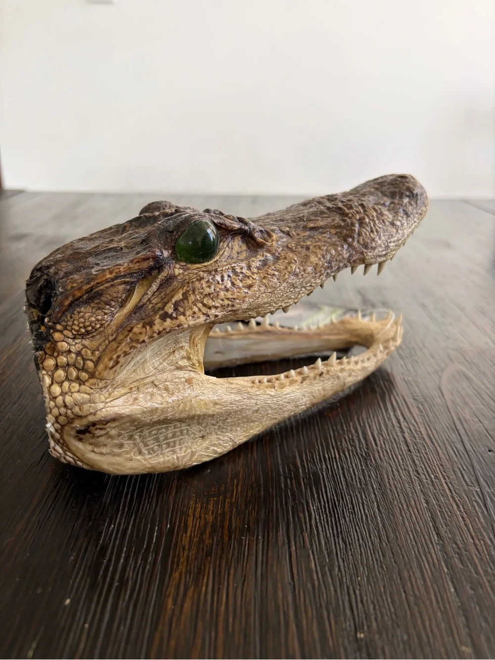 Genuine Alligator Skull Terrarium Accent - Brown with Green Eye